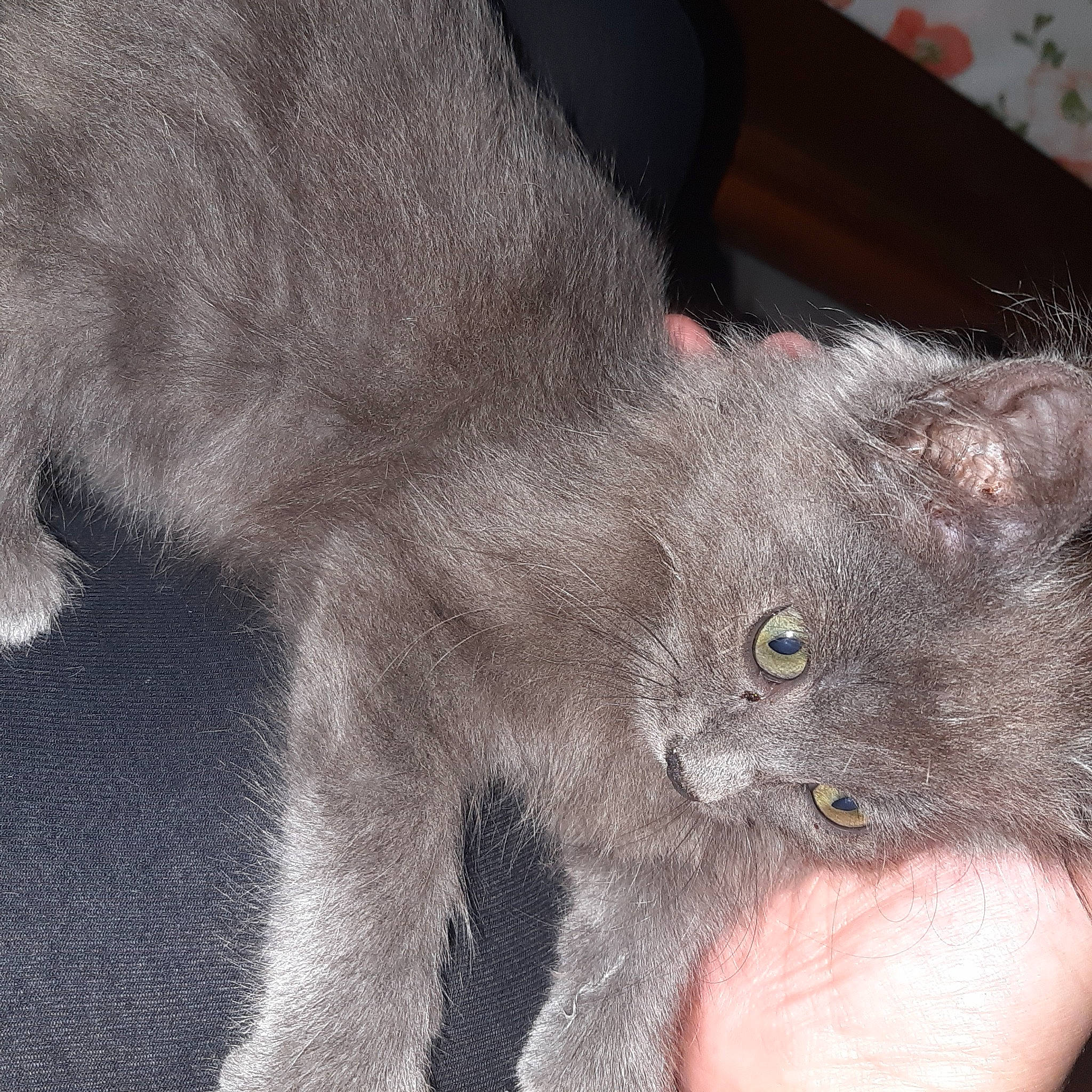 Bidule a rejoint le concours — aidez-le/la à gagner de superbes lots ! carnivore, cat, claw, domestic_short_haired_cat, eye, felidae, fur, grey, head, paw, russian_blue, small_to_medium_sized_cats, snout, tail, terrestrial_animal, whiskers