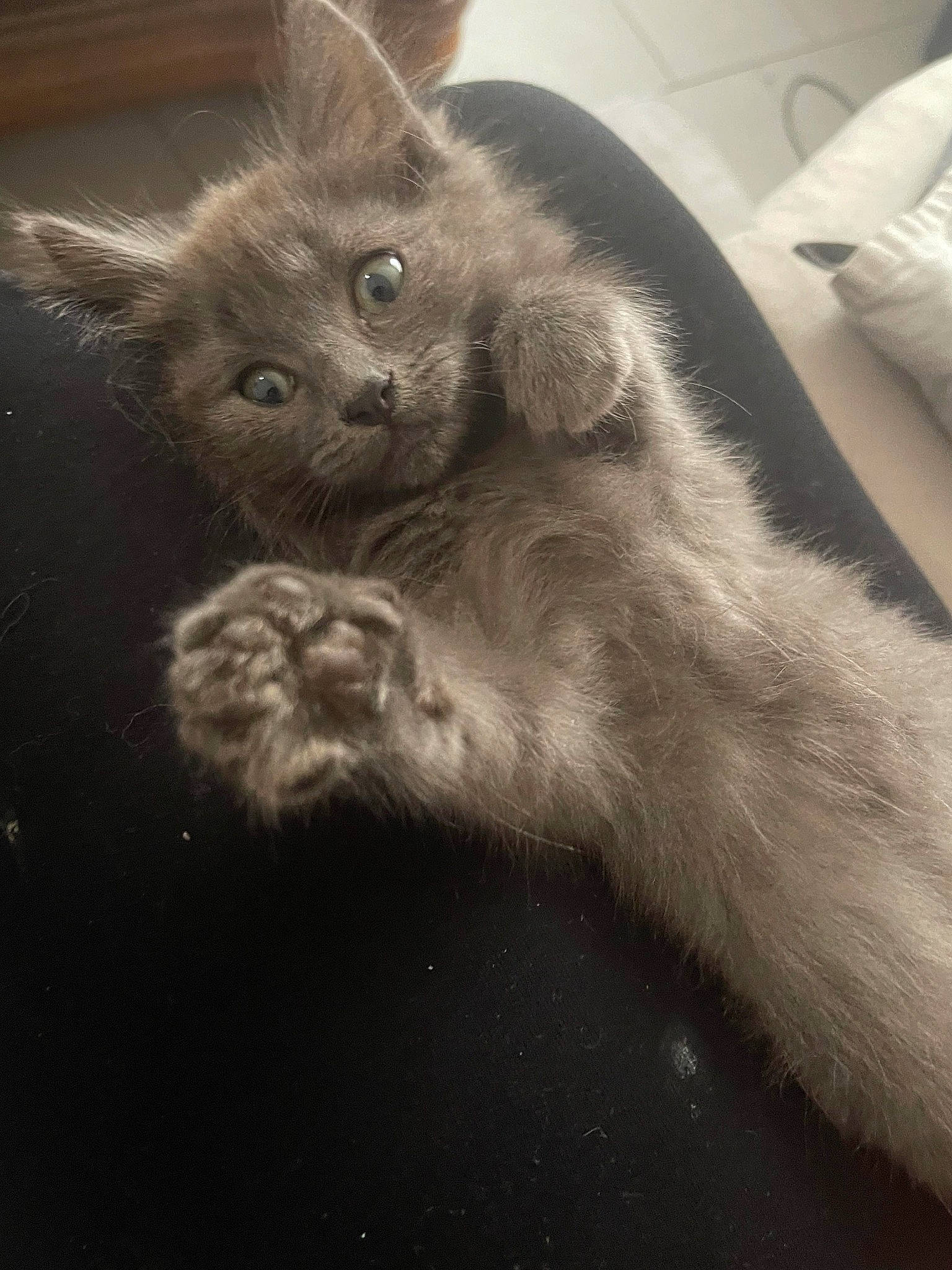 Bidule a rejoint le concours — aidez-le/la à gagner de superbes lots ! black_cat, carnivore, cat, claw, cloud, comfort, domestic_short_haired_cat, felidae, fur, grey, monochrome, monochrome_photography, paw, russian_blue, small_to_medium_sized_cats, snout, tail, terrestrial_animal, whiskers, window