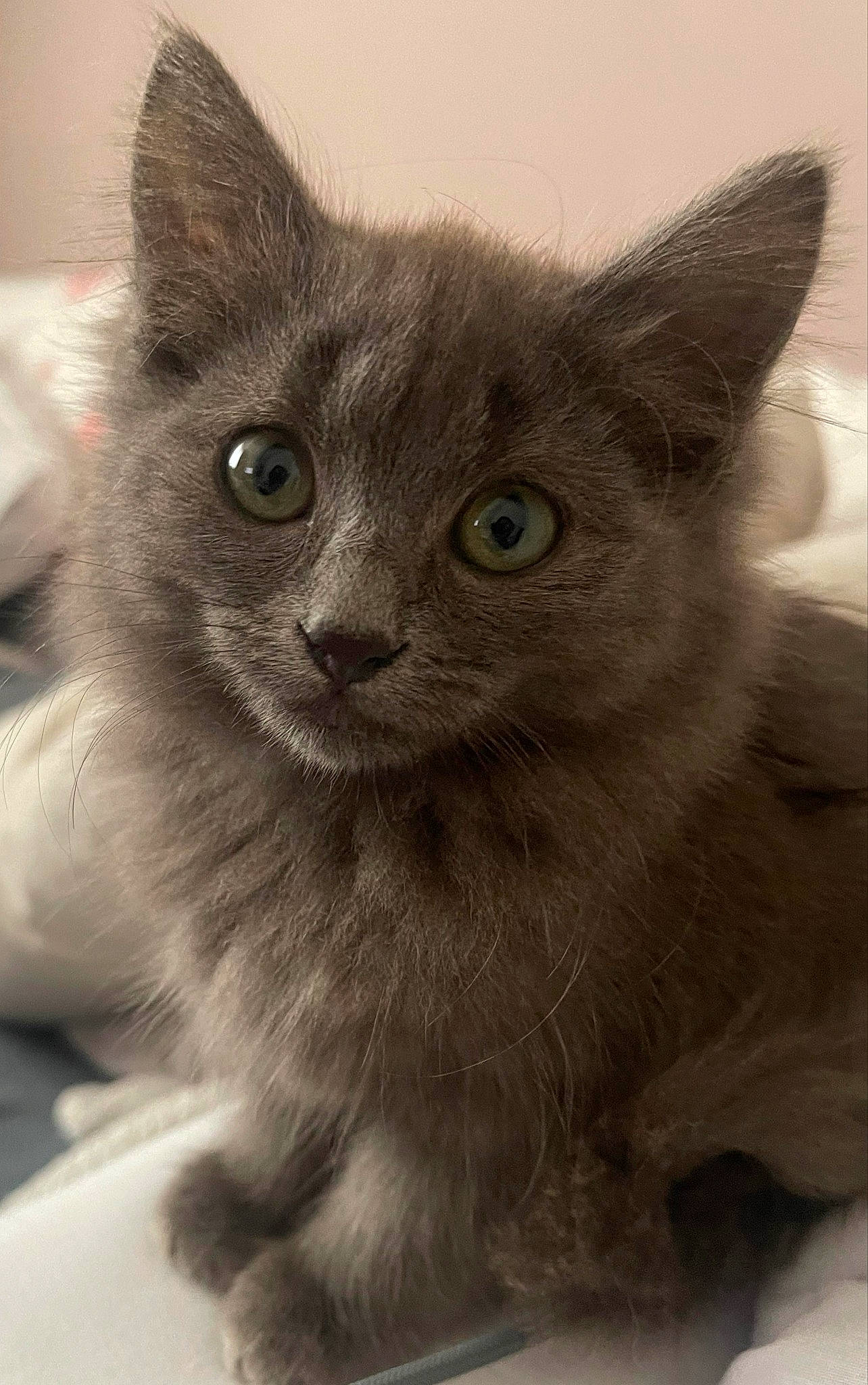 Bidule a rejoint le concours — aidez-le/la à gagner de superbes lots ! carnivore, cat, close_up, domestic_short_haired_cat, ear, felidae, fur, grey, monochrome, monochrome_photography, small_to_medium_sized_cats, snout, terrestrial_animal, whiskers