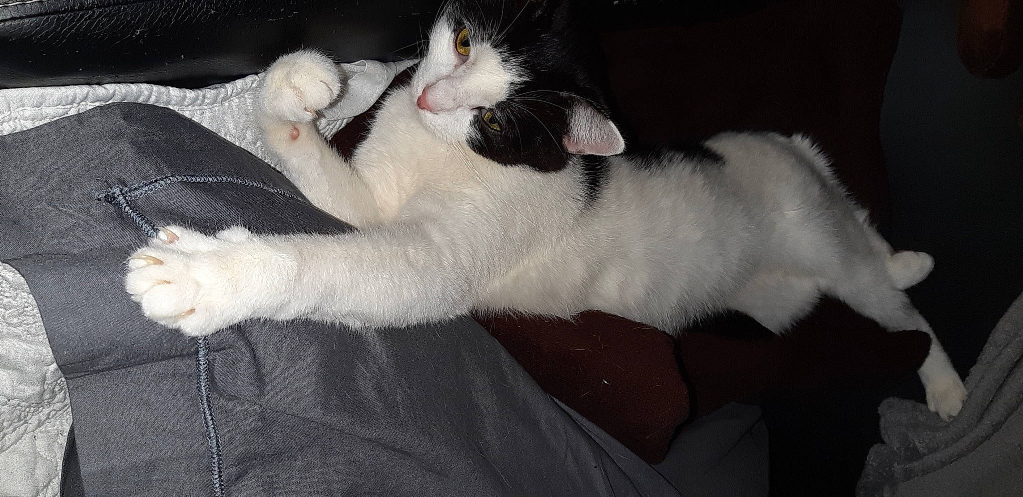 Covid participe au concours pour gagner de l'argent avec cette photo : canidae, carnivore, cat, claw, comfort, companion_dog, dog_breed, domestic_short_haired_cat, fawn, felidae, fur, human_leg, lap, nap, paw, small_to_medium_sized_cats, sporting_group, tail, whiskers