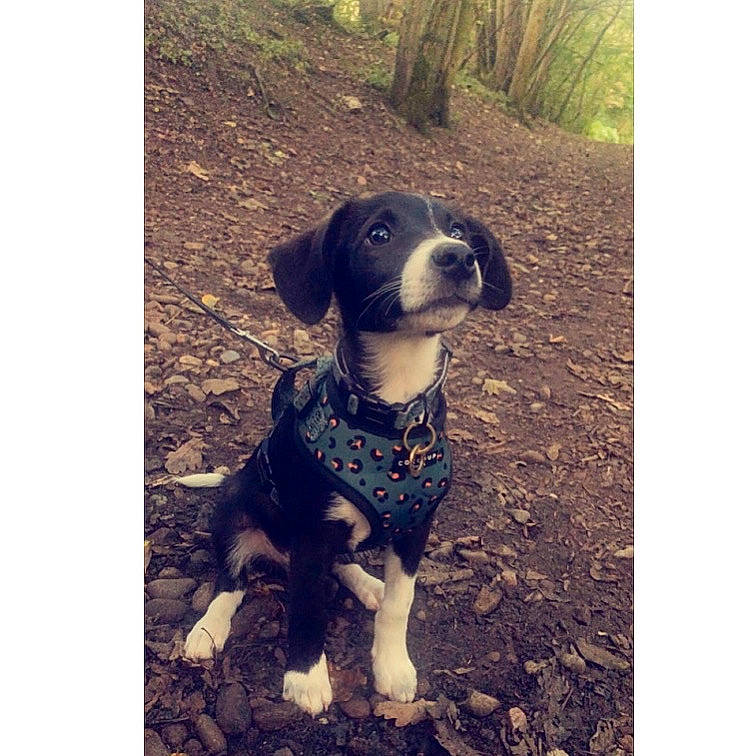 Gus is registered to the contest to win money with this photo: automotive_tire, canidae, carnivore, collar, companion_dog, dog, dog_breed, dog_collar, dog_supply, electric_blue, fawn, fur, pet_supply, plant, puppy_love, snout, sporting_group, tail, tree, working_animal