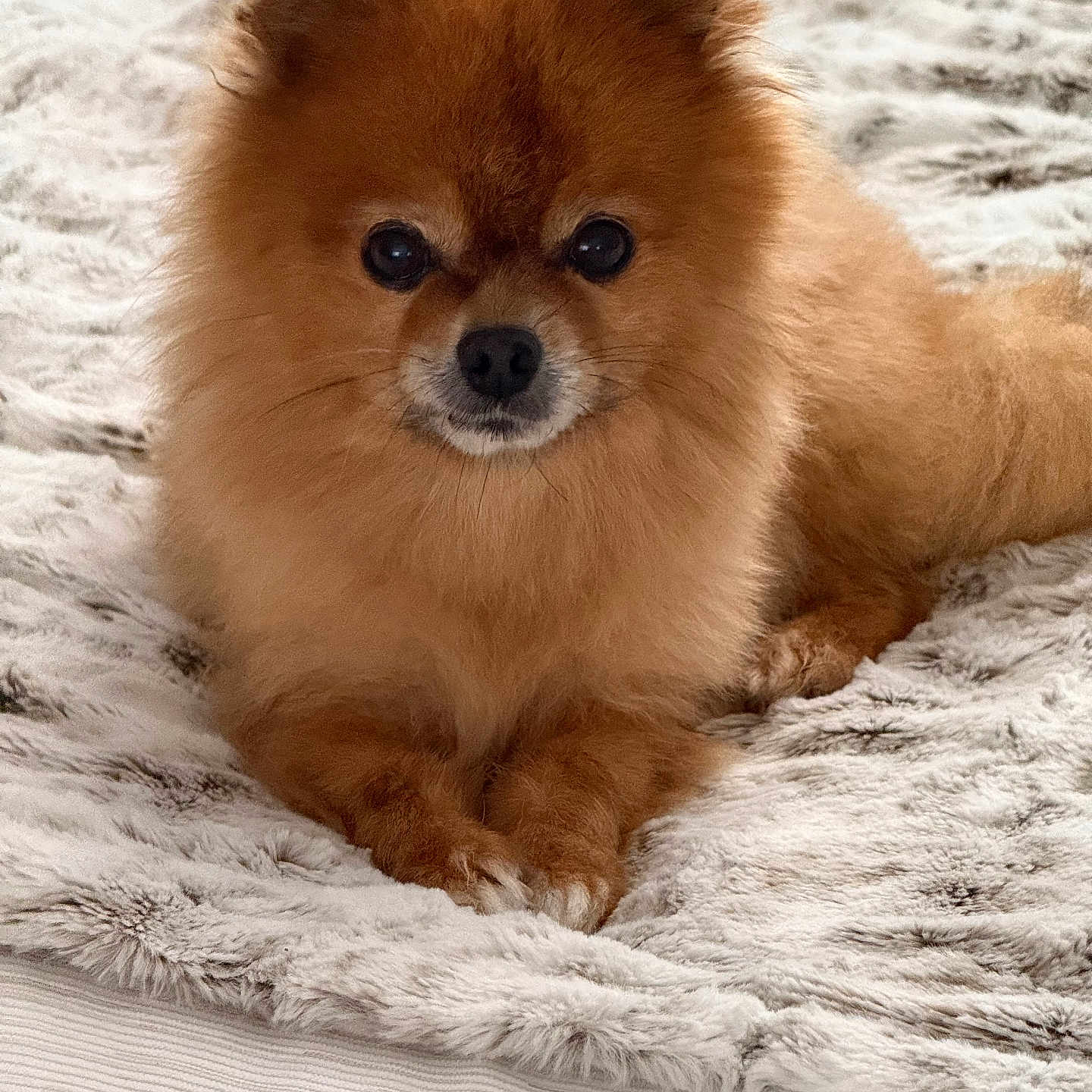 Benji joined the competition — help win amazing prizes! animal, blanket, canine, chow, clothing, cockerspaniel, dog, eskimodog, fur, papillon, pet, puppy, snout, whitedog