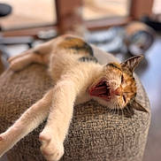 Oasis a rejoint le concours — aidez-le/la à gagner de superbes lots ! cat, yawning, stretching, ottoman, indoor, relaxing, feline, fur, whiskers, paws, mouth_open, home, cozy, blurred_background, texture, animal, pet, resting, cute, lazy