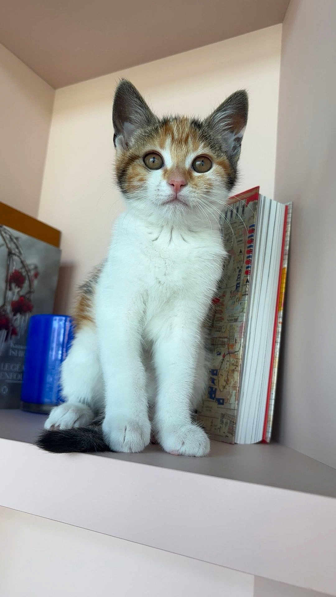 Oasis a rejoint le concours — aidez-le/la à gagner de superbes lots ! kitten, cat, calico, feline, pet, indoor, shelf, book, container, curious, cute, fur, animal, whiskers, young, small, portrait, looking, domestic, cozy