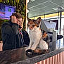 Oasis participe au concours pour gagner de l'argent avec cette photo : kitten, cat, calico, marble_counter, office, person, phone, glasses, modern, indoor, conversation, business, technology, computer, desk, plant_wall, window, reflection, curious, sitting