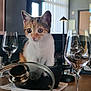 calico, cat, curious, cute, domestic_animal, furniture, glass, indoor, kitten, lid, light, napkin, pet, pot, reflection, restaurant, table, whiskers, window, wine_glass