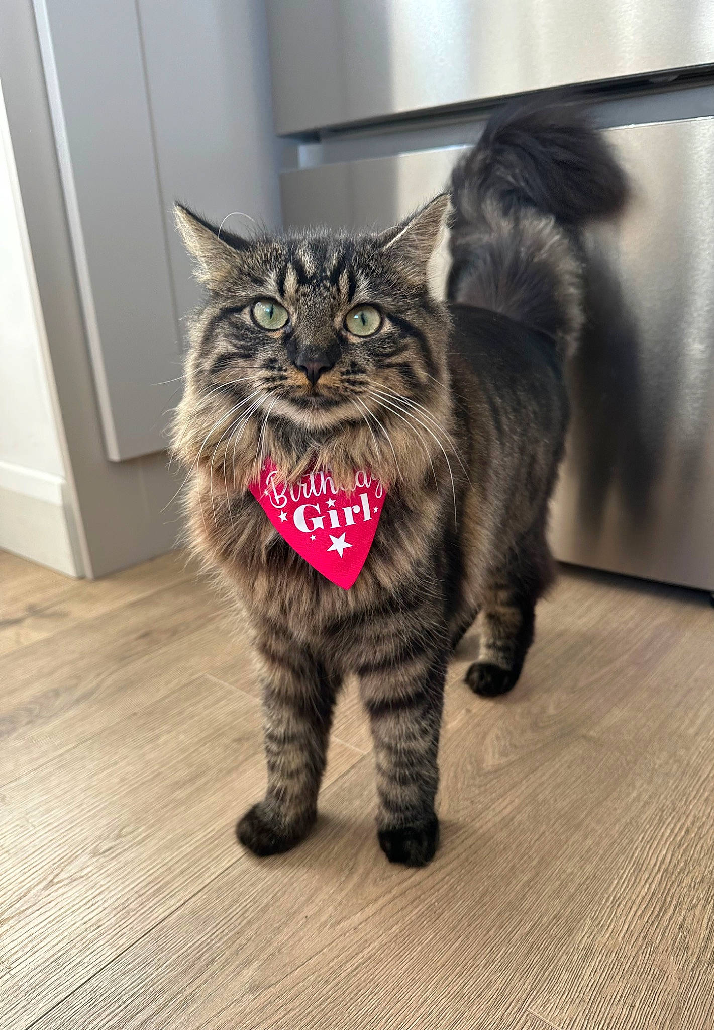 Misty is registered to the contest to win money with this photo: carnivore, cat, claw, domestic_short_haired_cat, door, eye, felidae, flooring, foot, fur, grey, head, leg, paw, small_to_medium_sized_cats, snout, tail, terrestrial_animal, whiskers, window