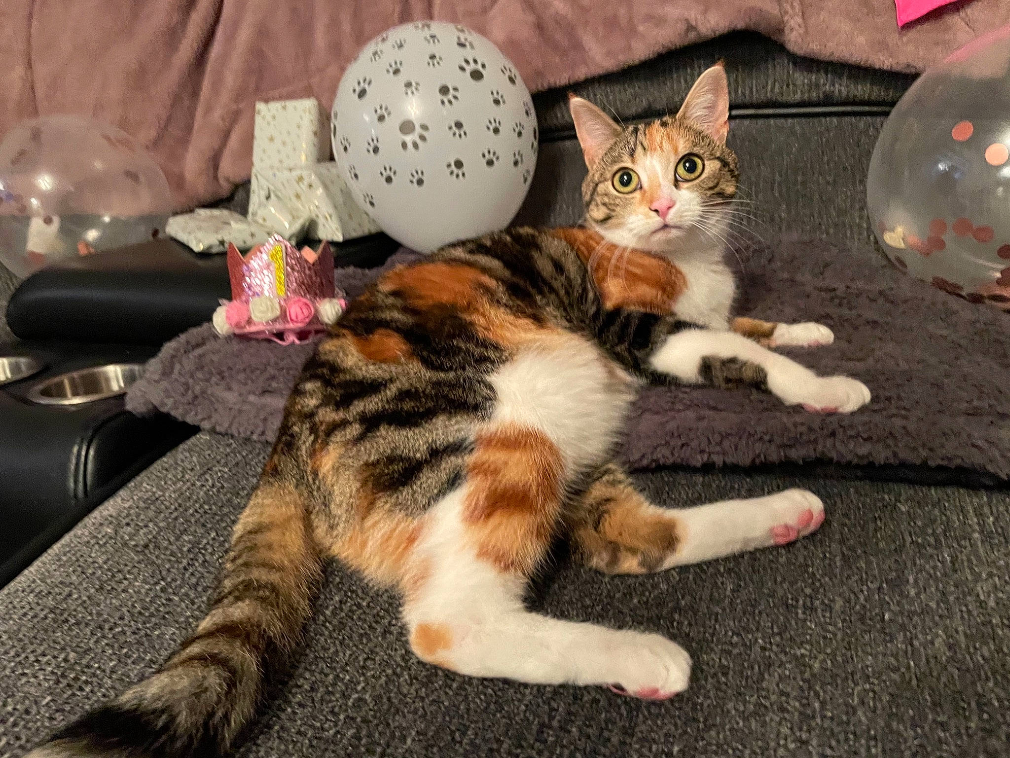 Marlee joined the competition — help win amazing prizes! carnivore, cat, claw, comfort, domestic_short_haired_cat, fawn, felidae, fur, paw, small_to_medium_sized_cats, snout, tail, whiskers