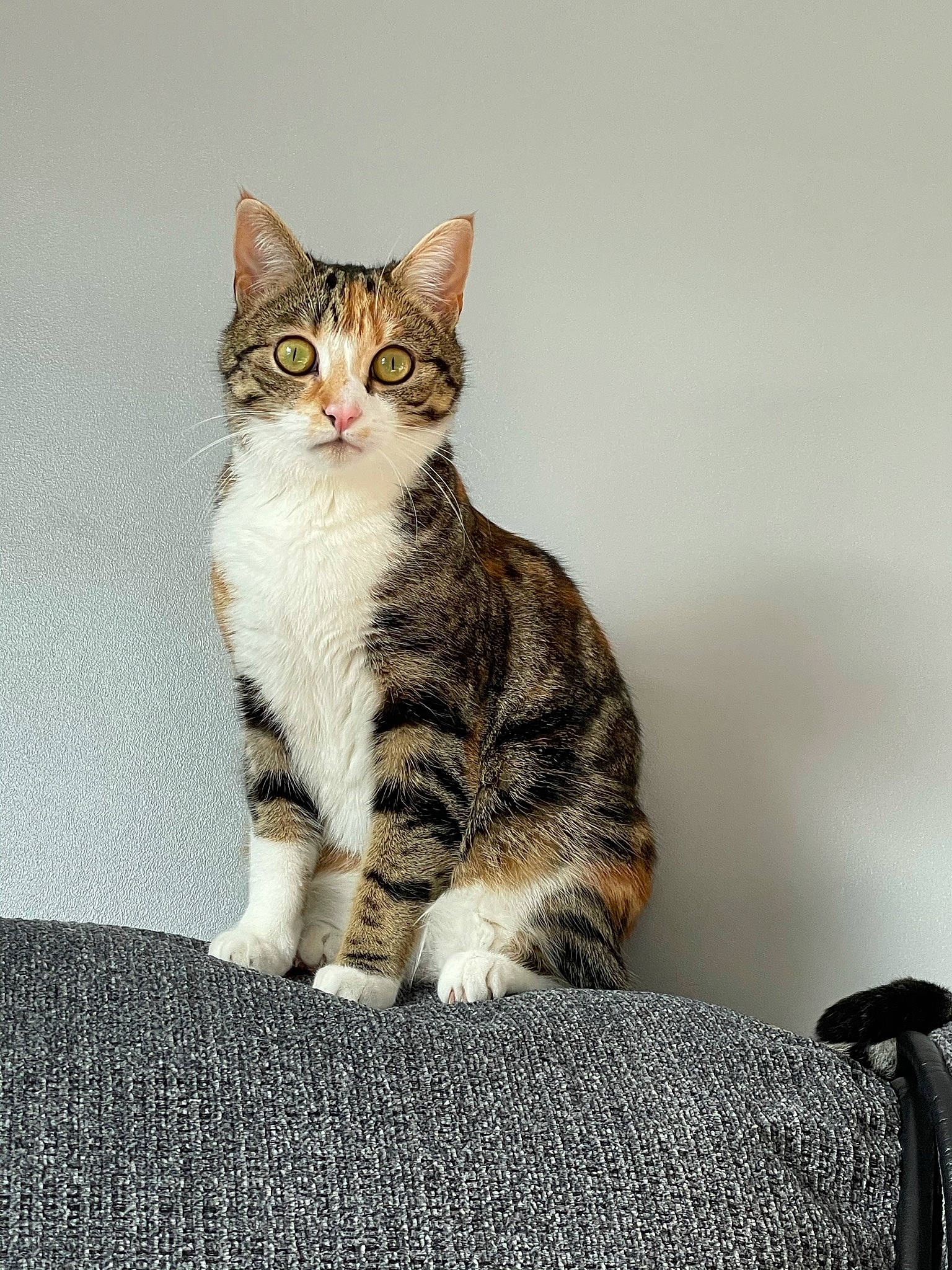 Marlee joined the competition — help win amazing prizes! art, carnivore, cat, comfort, domestic_short_haired_cat, eye, felidae, fur, grey, paw, sitting, small_to_medium_sized_cats, snout, tail, terrestrial_animal, whiskers