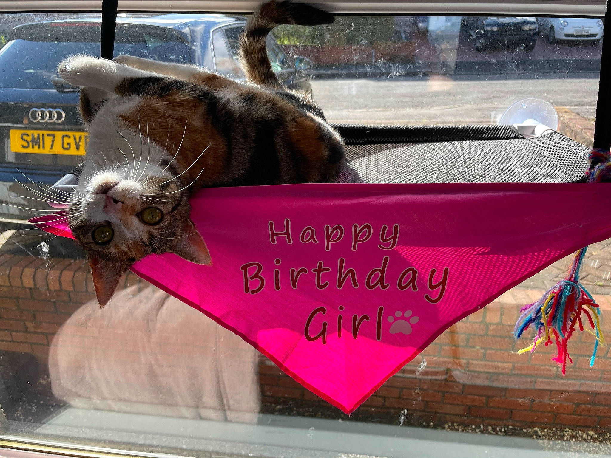 Marlee joined the competition — help win amazing prizes! advertising, auto_part, automotive_exterior, automotive_window_part, carnivore, cat, event, felidae, font, fur, handwriting, magenta, motor_vehicle, mustelidae, small_to_medium_sized_cats, snout, vehicle_door, whiskers, wildlife, window