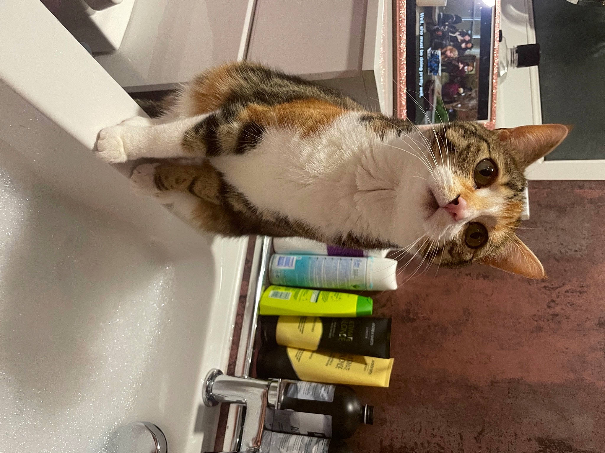 Marlee joined the competition — help win amazing prizes! carnivore, cat, comfort, domestic_short_haired_cat, felidae, fur, paw, room, small_to_medium_sized_cats, tail, whiskers, wood