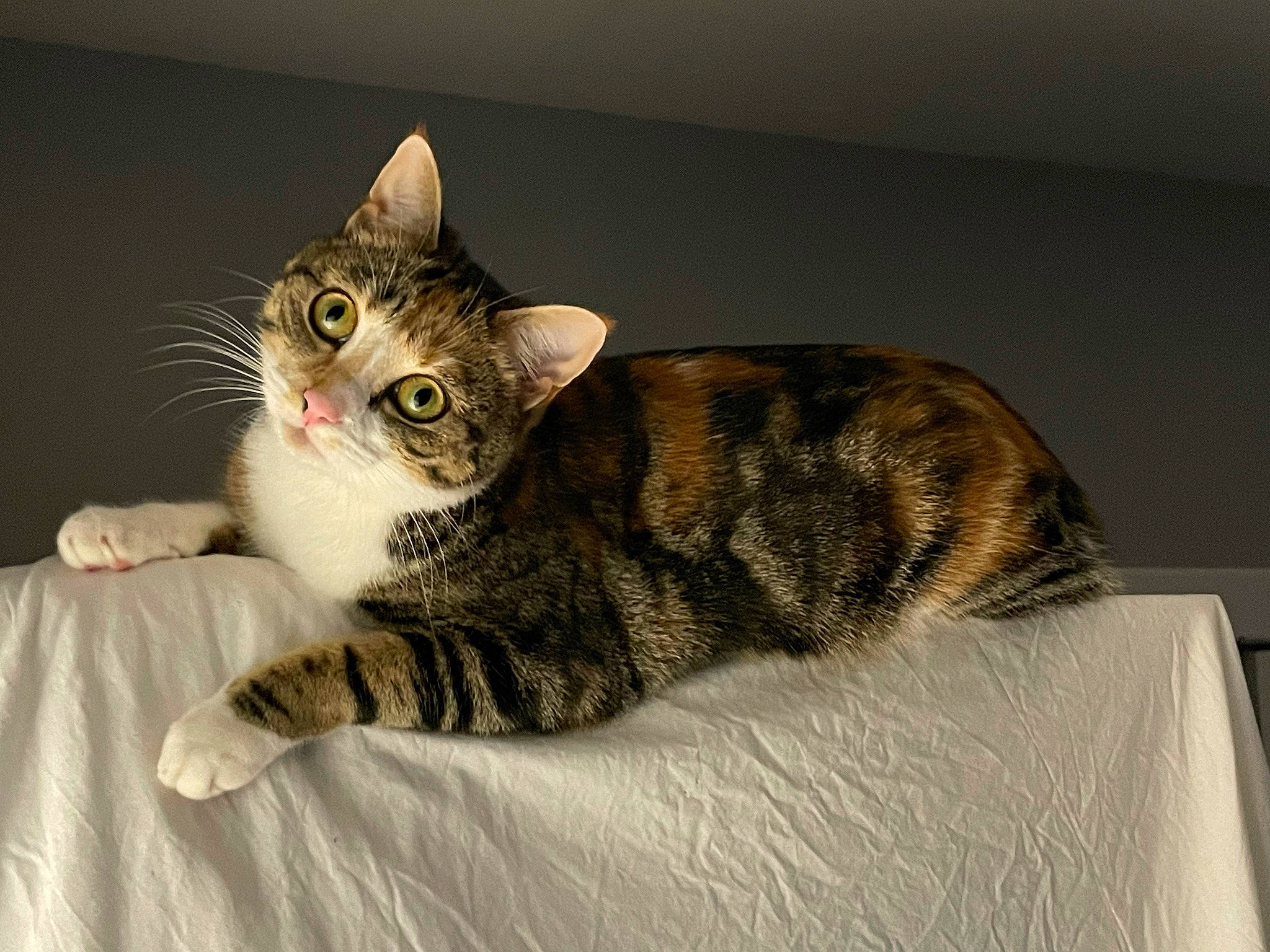 Marlee joined the competition — help win amazing prizes! bed, carnivore, cat, claw, comfort, couch, domestic_short_haired_cat, eye, felidae, fur, paw, sitting, small_to_medium_sized_cats, snout, tail, terrestrial_animal, whiskers