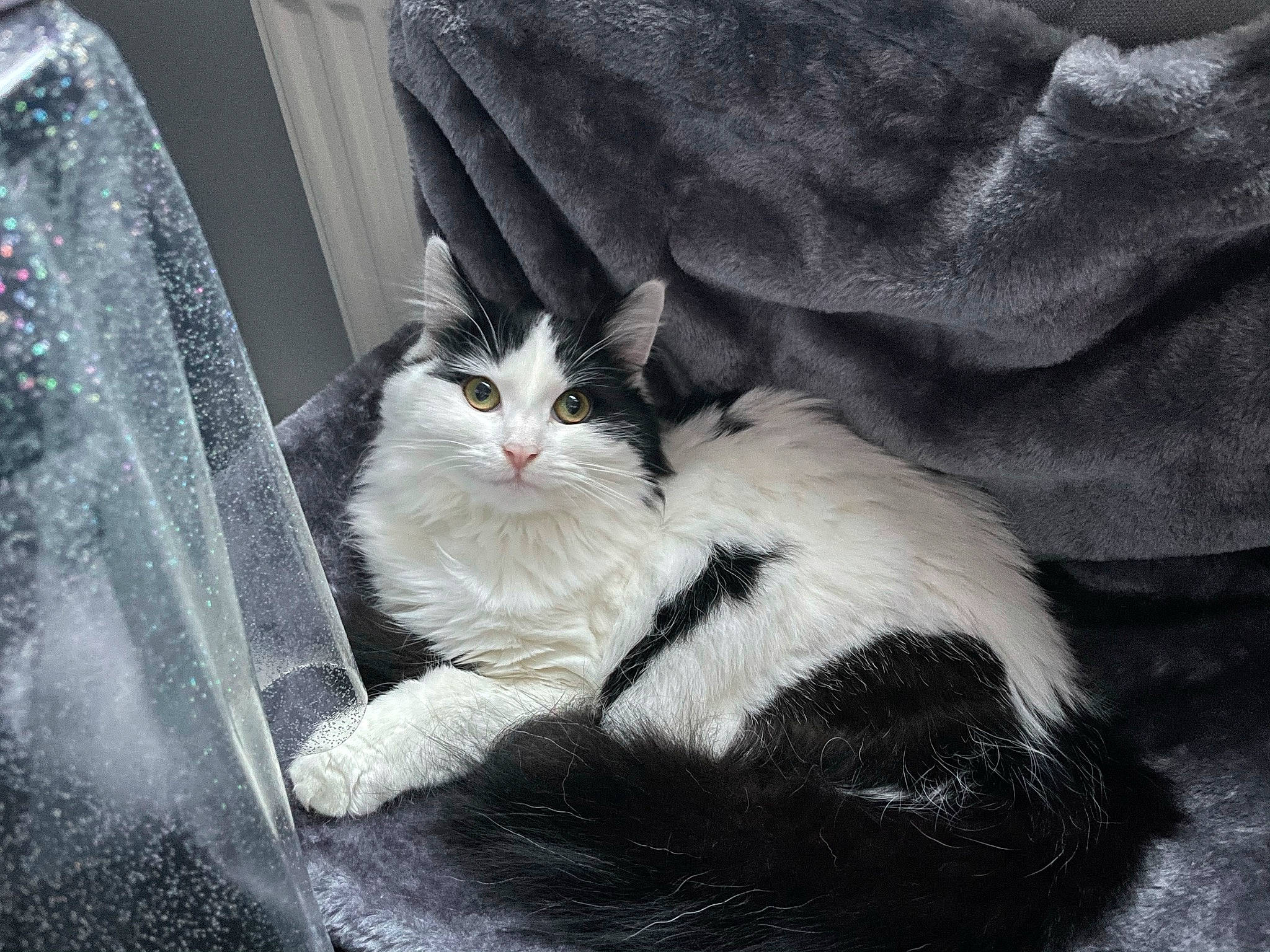 Lottee joined the competition — help win amazing prizes! carnivore, cat, claw, comfort, domestic_short_haired_cat, felidae, fur, grey, human_leg, monochrome_photography, paw, plant, sitting, small_to_medium_sized_cats, snout, tail, tints_and_shades, tree, whiskers, window