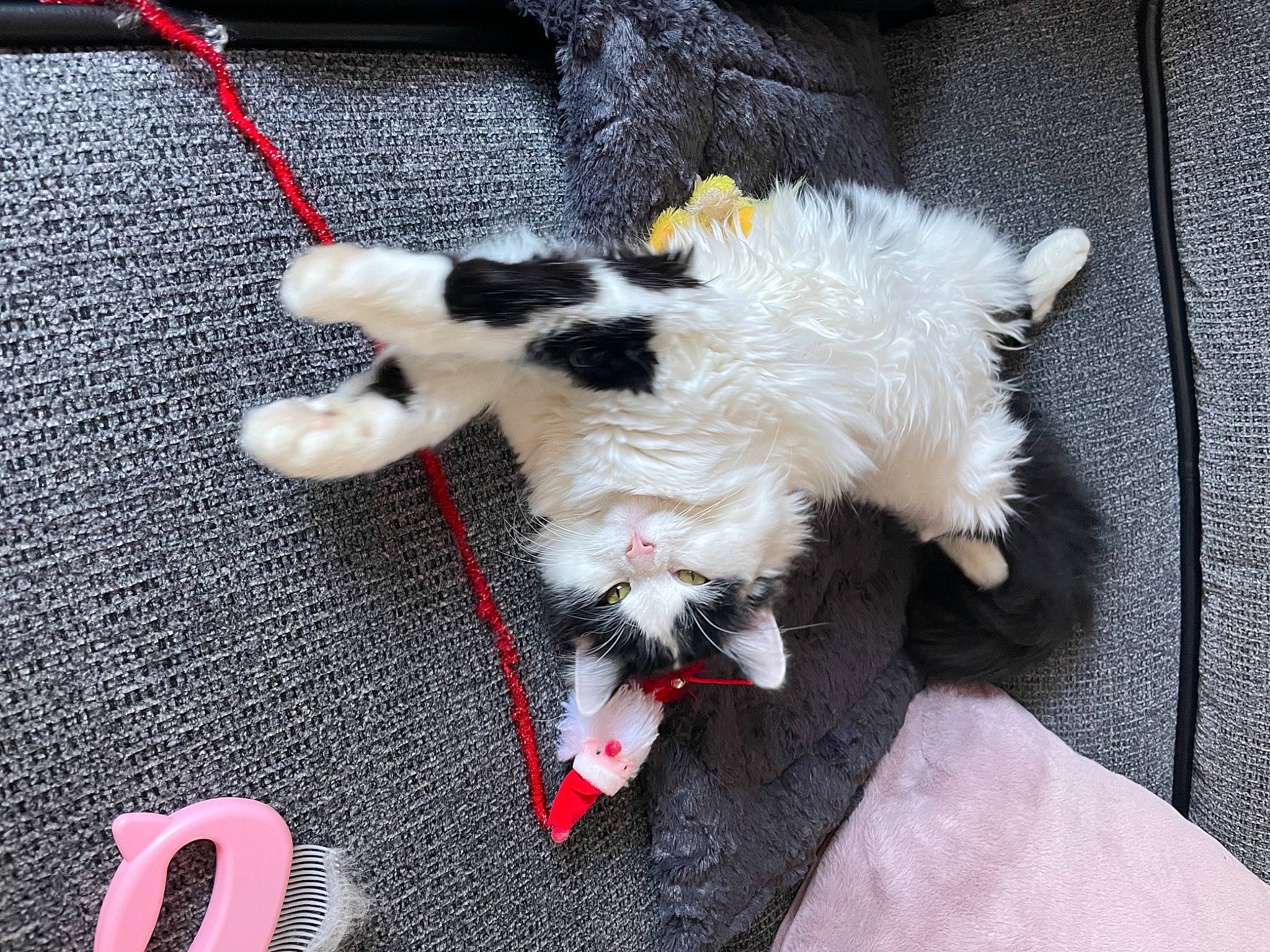 Lottee joined the competition — help win amazing prizes! canidae, carmine, carnivore, cat, claw, collar, companion_dog, dog_breed, domestic_short_haired_cat, felidae, flooring, fur, paw, small_to_medium_sized_cats, sporting_group, tail, whiskers