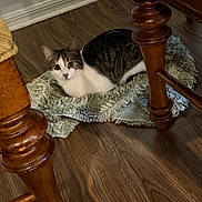 Strawberry joined the competition — help win amazing prizes! cat, tabby_cat, white_cat, pet, indoor, rug, wooden_floor, chair_leg, furniture, cozy, whiskers, eyes, fur, sitting, lounging, looking_up, home, domestic_animal, close_up, floor