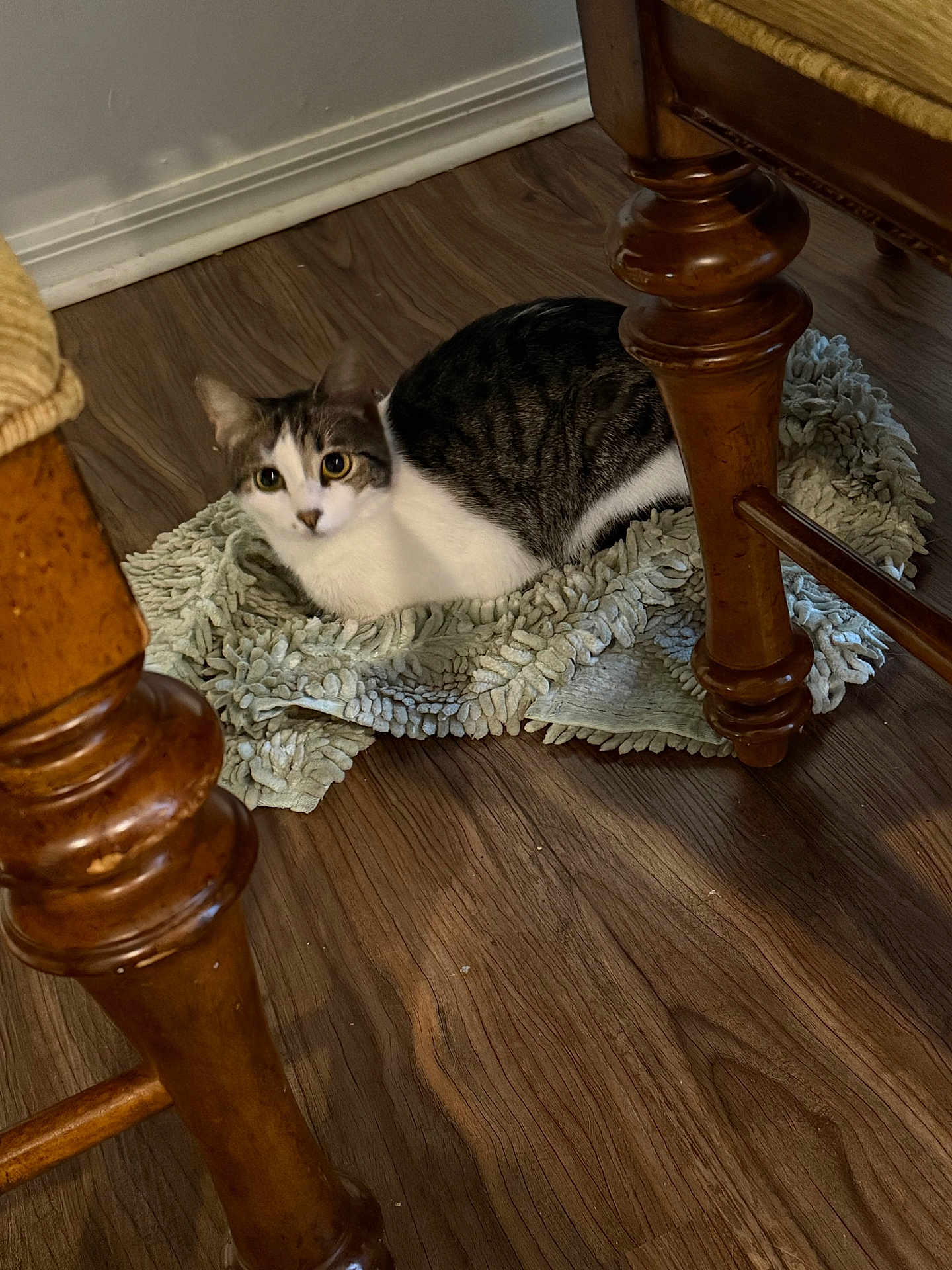 Strawberry joined the competition — help win amazing prizes! cat, tabby_cat, white_cat, pet, indoor, rug, wooden_floor, chair_leg, furniture, cozy, whiskers, eyes, fur, sitting, lounging, looking_up, home, domestic_animal, close_up, floor