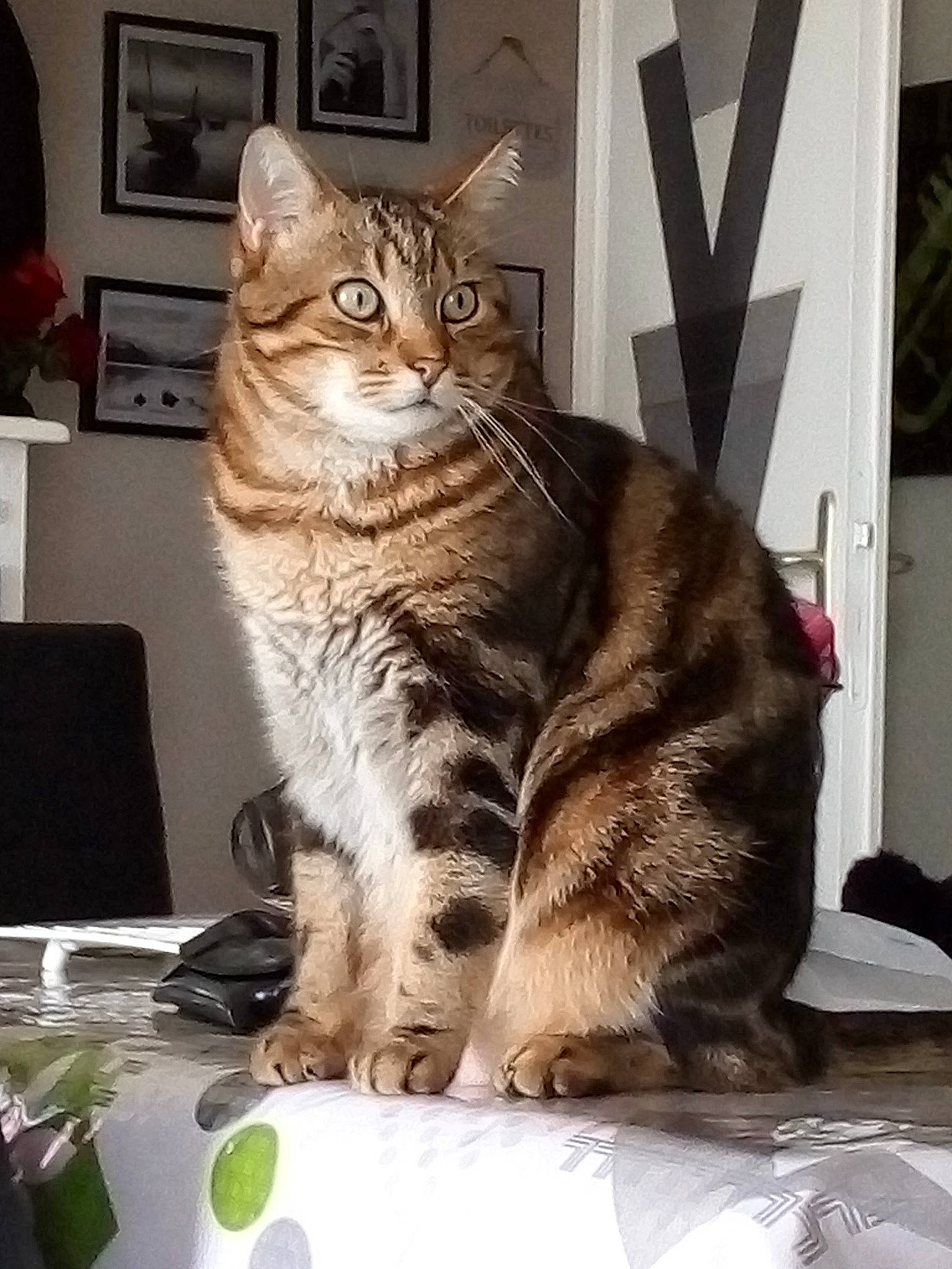 Chouchou participe au concours pour gagner de l'argent avec cette photo : carnivore, cat, comfort, couch, desk, domestic_short_haired_cat, door, felidae, fur, paw, photo_caption, picture_frame, sitting, small_to_medium_sized_cats, snout, table, tableware, tail, whiskers, window