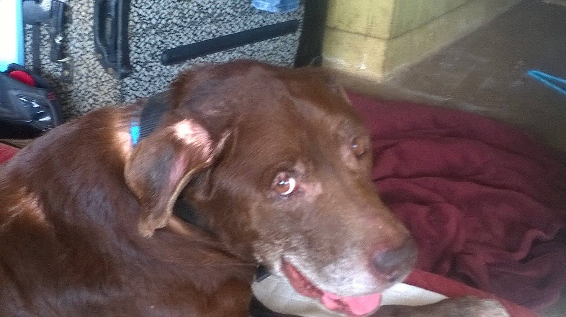 Chocolate joined the competition — help win amazing prizes! borador, canidae, carnivore, companion_dog, dog, dog_breed, fang, fawn, fur, gun_dog, hunting_dog, liver, pointing_breed, retriever, snout, sporting_group, whiskers, working_animal