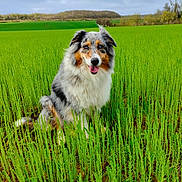 Liloo a rejoint le concours — aidez-le/la à gagner de superbes lots ! dog, australian_shepherd, grass, field, greenery, outdoor, nature, happy, tongue_out, fur, animal, pet, sitting, smiling, canine, rural, blue_sky, landscape, fluffy, playful