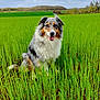 dog, australian_shepherd, grass, field, greenery, outdoor, nature, happy, tongue_out, fur, animal, pet, sitting, smiling, canine, rural, blue_sky, landscape, fluffy, playful