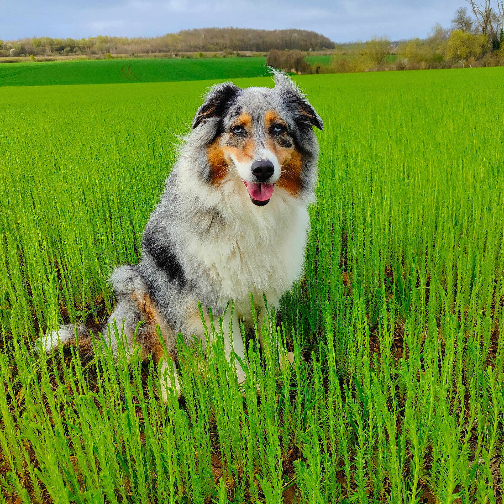 Liloo a rejoint le concours — aidez-le/la à gagner de superbes lots ! dog, australian_shepherd, grass, field, greenery, outdoor, nature, happy, tongue_out, fur, animal, pet, sitting, smiling, canine, rural, blue_sky, landscape, fluffy, playful
