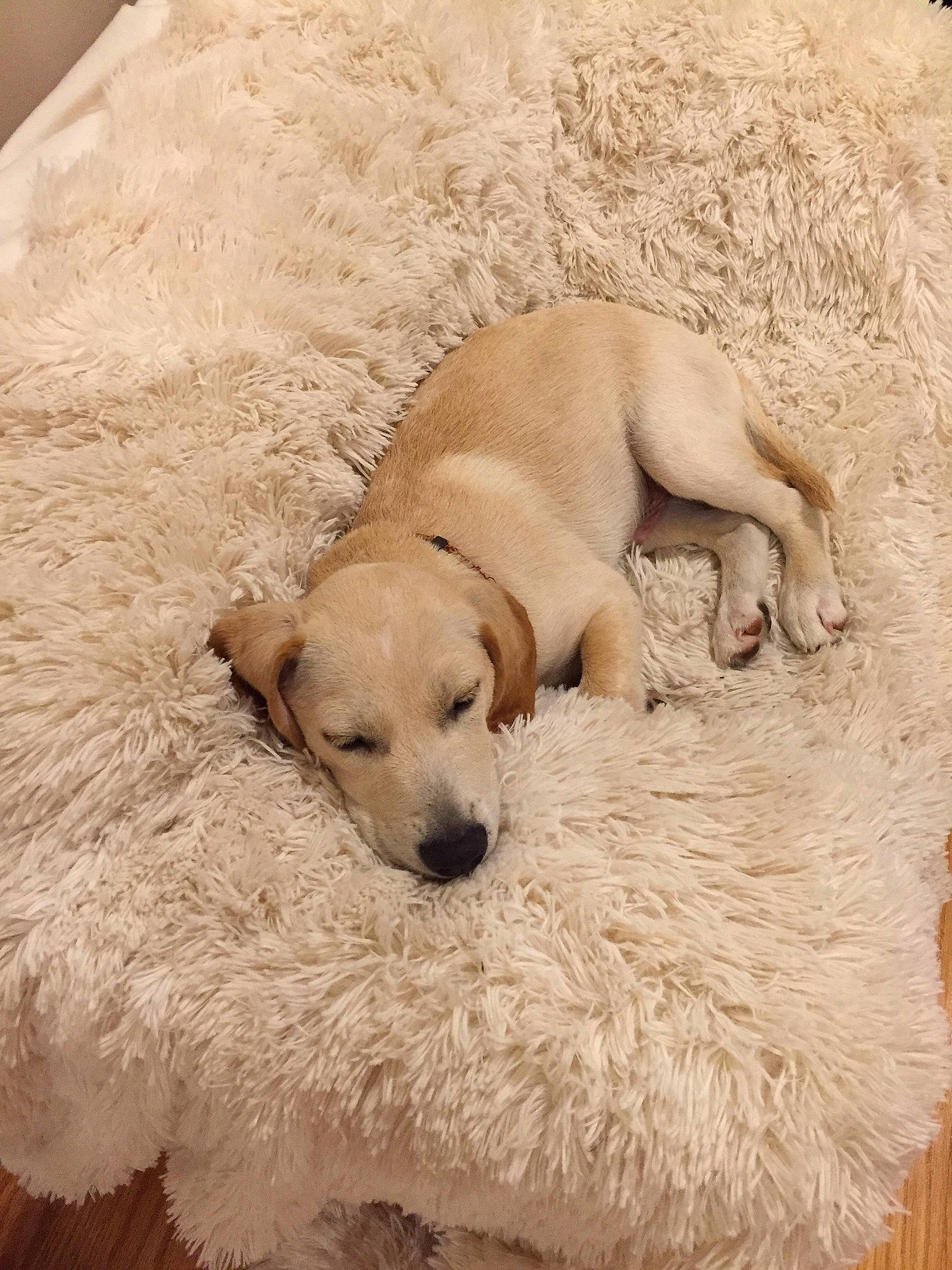 Jack joined the competition — help win amazing prizes! beige, canidae, carnivore, comfort, companion_dog, dog, dog_breed, fawn, fur, home_accessories, linens, mammal, natural_material, sleep, snout, sporting_group, terrestrial_animal, working_animal