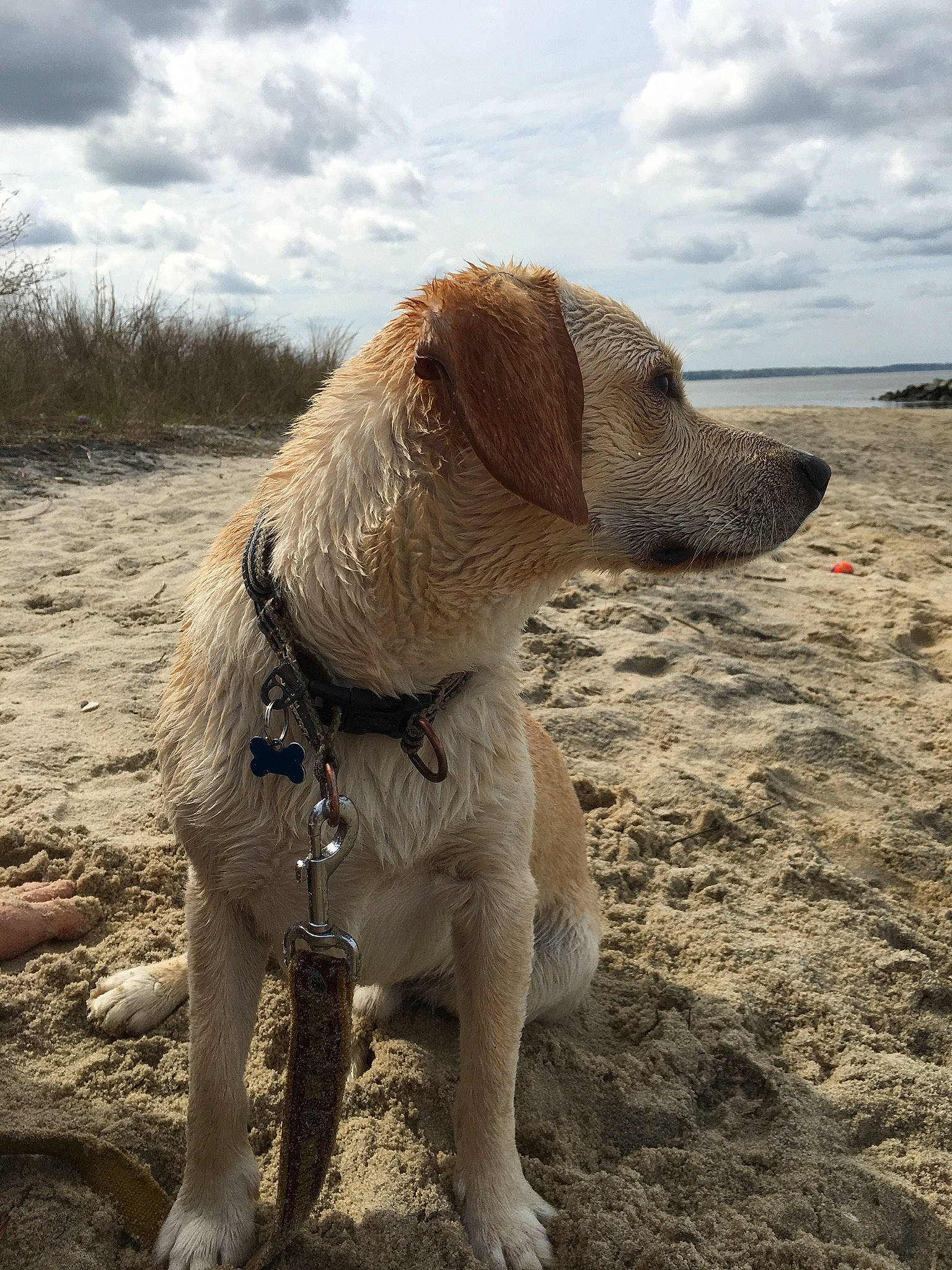 Jack joined the competition — help win amazing prizes! canidae, carnivore, collar, companion_dog, cumulus, dog, dog_breed, dog_collar, dog_supply, fawn, foot, hunting_dog, liver, sand, snout, soil, sporting_group, working_animal, working_dog