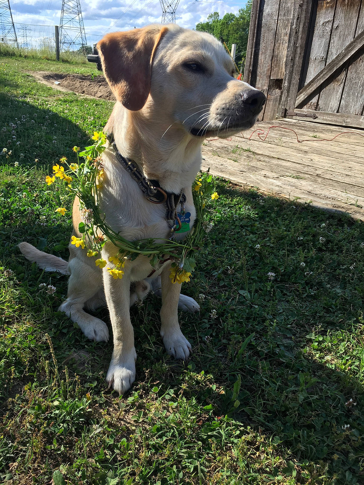 Jack is registered to the contest to win money with this photo: canidae, carnivore, collar, companion_dog, dog, dog_breed, dog_collar, dog_supply, fawn, grass, leash, mammal, pet_supply, snout, sporting_group, tail, whiskers, working_animal, working_dog
