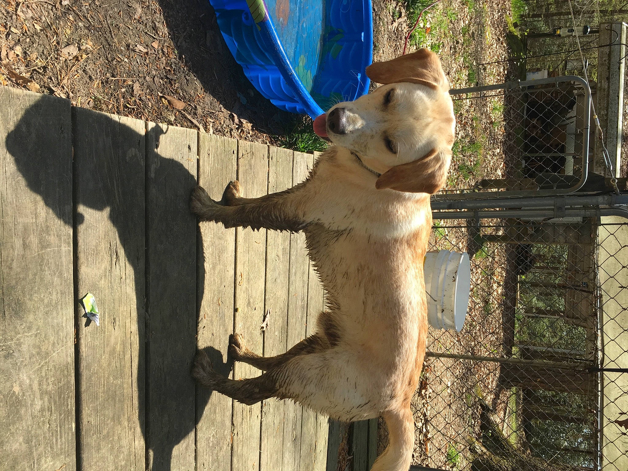 Jack joined the competition — help win amazing prizes! cage, canidae, carnivore, chain_link_fencing, collar, dog_breed, fawn, fence, fur, home_fencing, mesh, pet_supply, shadow, snout, sporting_group, stuffed_toy, tail, terrestrial_animal, wire_fencing, working_animal