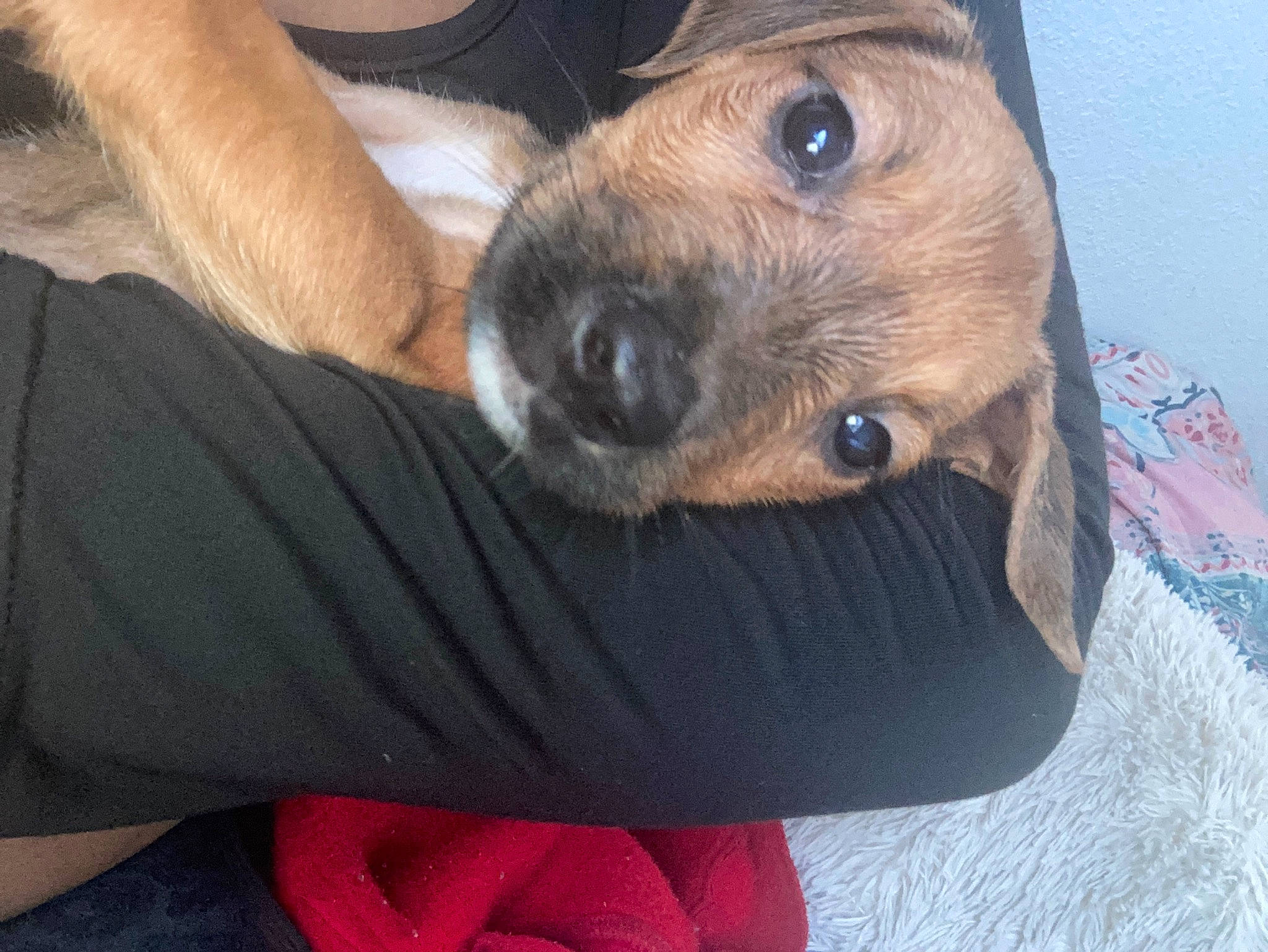 Luna Bear is registered to the contest to win money with this photo: canidae, carnivore, collar, comfort, companion_dog, dog, dog_breed, elbow, fawn, fur, liver, selfie, snout, sporting_group, terrestrial_animal, whiskers, working_animal, wrist