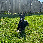 Duchess is registered to the contest to win money with this photo: animal, backyard, black_dog, canine, daylight, dog, ears_up, fence, grass, happy, nature, outdoor, pet, playful, relaxed, shadow, stick, summer, sunny, tongue_out