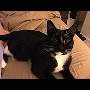 Emmie Lou joined the competition — help win amazing prizes! cat, tuxedo_cat, black_and_white, pet, indoor, bed, blanket, feline, whiskers, relaxed, animal, cute, domestic_cat, fur, lying_down, eyes, ears, tail, comfort, home