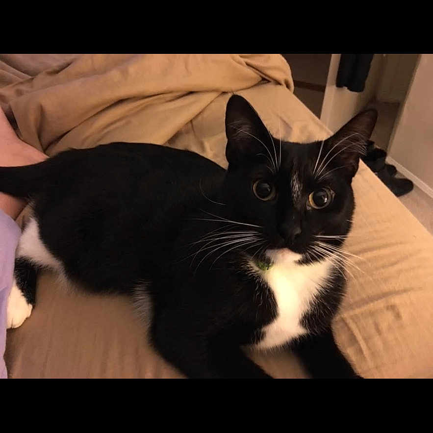Emmie Lou joined the competition — help win amazing prizes! animal, bed, black_and_white, blanket, cat, comfort, cute, domestic_cat, ears, eyes, feline, fur, home, indoor, lying_down, pet, relaxed, tail, tuxedo_cat, whiskers