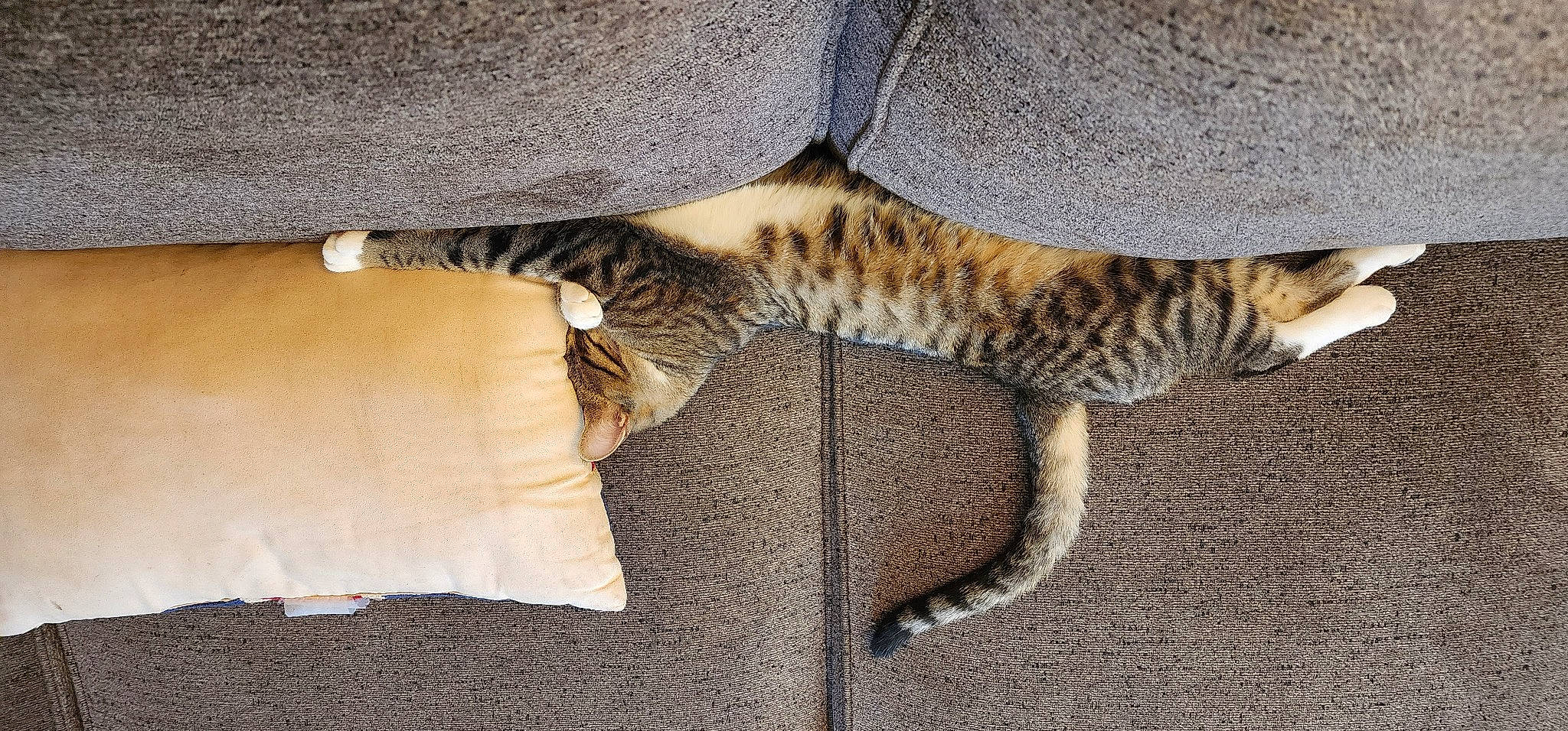 Olive Rose is registered to the contest to win money with this photo: carnivore, cat, claw, comfort, domestic_short_haired_cat, fawn, felidae, foot, fur, pattern, paw, small_to_medium_sized_cats, snout, tail, terrestrial_animal, whiskers, wildlife