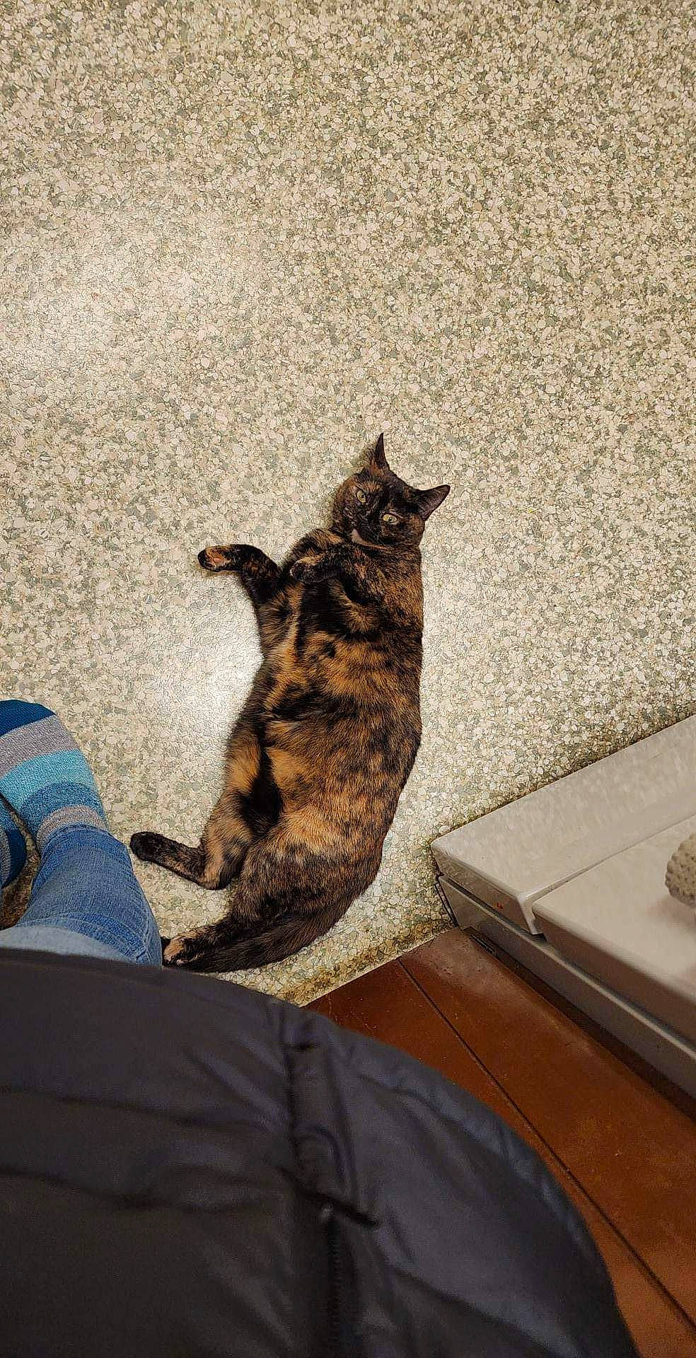 Foxy joined the competition — help win amazing prizes! art, carnivore, cat, comfort, domestic_short_haired_cat, fawn, felidae, floor, flooring, fur, human_leg, paw, sitting, small_to_medium_sized_cats, snout, tail, terrestrial_animal, tree, whiskers, wood