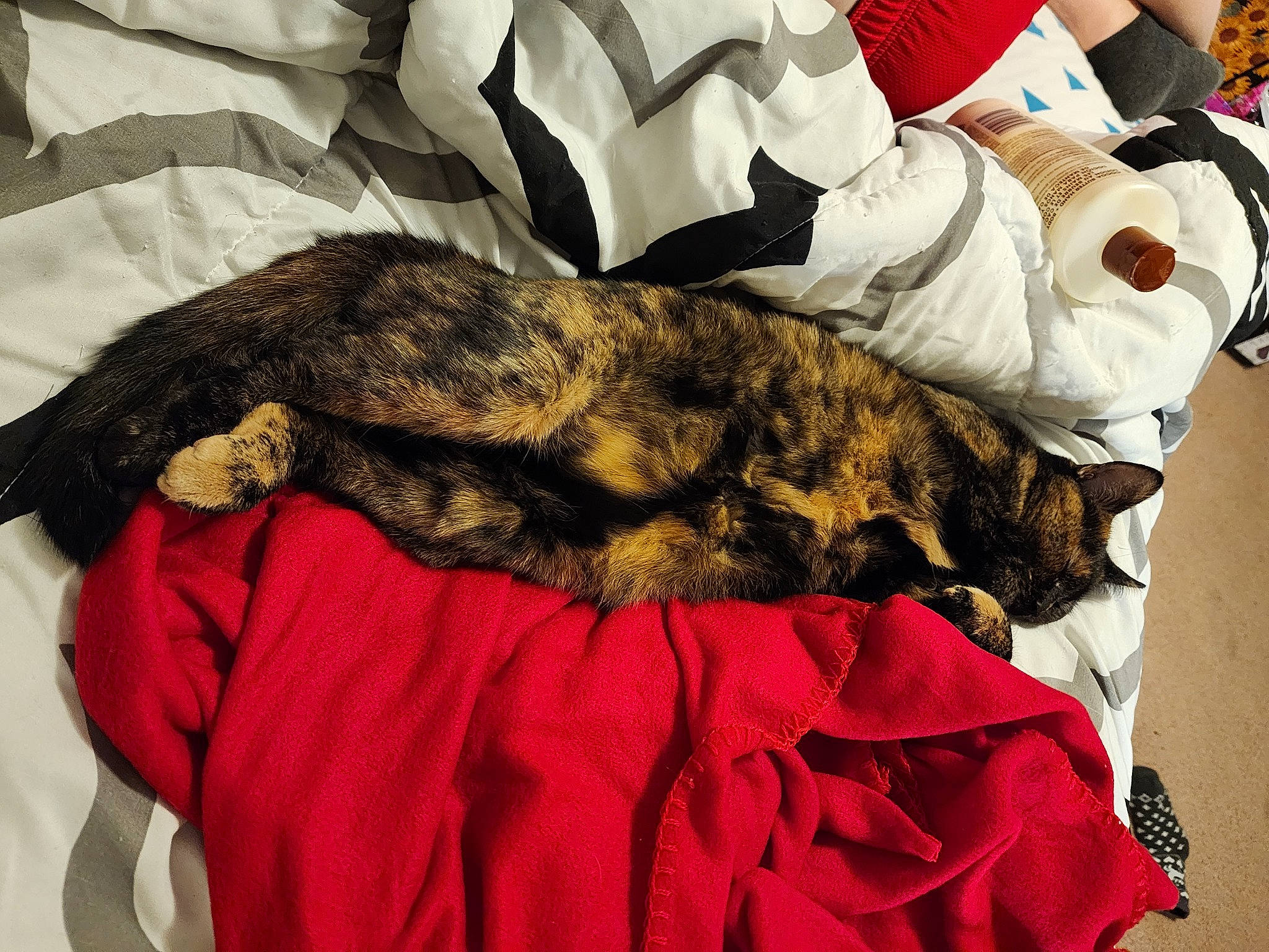 Foxy joined the competition — help win amazing prizes! bed, canidae, carnivore, cat, comfort, domestic_short_haired_cat, felidae, fur, hat, lap, linens, mammal, nap, sleep, small_to_medium_sized_cats, sporting_group, tail, textile, vertebrate, whiskers