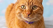 Cheddar is registered to the contest to win money with this photo: animal, background_blur, blanket, cat, close_up, cute, feline, ginger_cat, heart_shaped_treats, indoor, pastel_colors, pet, plush_toy, portrait, purple_collar, relaxed, soft_texture, sparkles, toy_mouse, whiskers