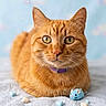 Cheddar is registered to the contest to win money with this photo: cat, ginger_cat, pet, animal, feline, toy_mouse, plush_toy, blanket, soft_texture, pastel_colors, heart_shaped_treats, purple_collar, indoor, close_up, portrait, cute, whiskers, relaxed, background_blur, sparkles