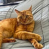 cat, ginger_cat, pet, animal, feline, bed, blanket, resting, paw, fur, whiskers, indoor, cute, relaxed, looking_at_camera, cozy, sleepy, domestic_animal, mammal, portrait