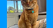 Cheddar is registered to the contest to win money with this photo: cat, ginger_cat, pet, indoor, bed, collar, window, curtains, sunlight, green_eyes, feline, domestic_animal, fur, whiskers, ears, nose, tail, resting, looking, cozy