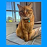 cat, ginger_cat, pet, indoor, bed, collar, window, curtains, sunlight, green_eyes, feline, domestic_animal, fur, whiskers, ears, nose, tail, resting, looking, cozy