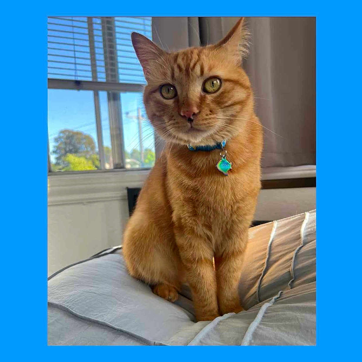 Cheddar is registered to the contest to win money with this photo: cat, ginger_cat, pet, indoor, bed, collar, window, curtains, sunlight, green_eyes, feline, domestic_animal, fur, whiskers, ears, nose, tail, resting, looking, cozy