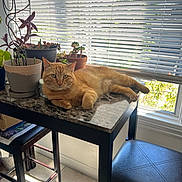 Cheddar is registered to the contest to win money with this photo: animal, blinds, cat, chair, cozy, daylight, feline, ginger_cat, home, indoor, leafy_plants, marble_top, pet, potted_plants, relaxed, resting, stool, sunlight, table, window