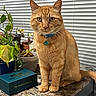 Cheddar joined the competition — help win amazing prizes! cat, ginger_cat, pet, collar, table, marble_surface, potted_plants, indoor, window_blinds, plant_pots, orange_fur, whiskers, face, eyes, tail, domestic_cat, houseplant, green_leaves, blue_box, tag