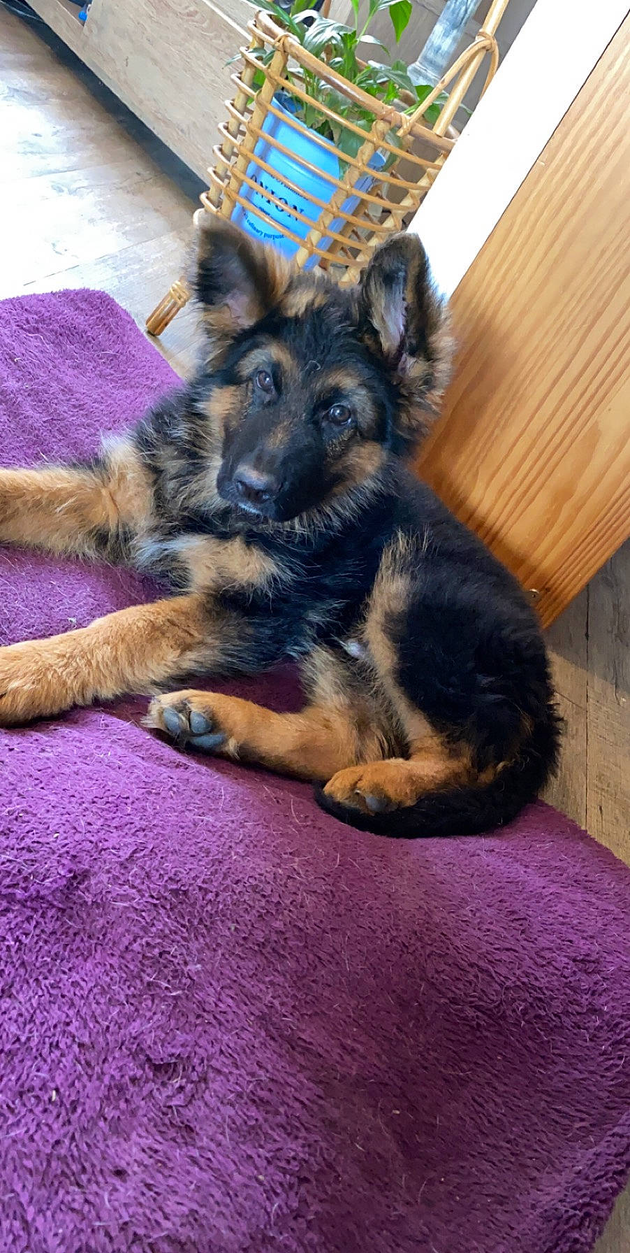 Sam participe au concours pour gagner de l'argent avec cette photo : bohemian_shepherd, canidae, carnivore, dog, dog_breed, ear, east_european_shepherd, fawn, german_shepherd_dog, king_shepherd, kunming_wolfdog, mammal, old_german_shepherd_dog, paw, puppy, rare_breed_dog, shiloh_shepherd_dog, snout, tervuren, vertebrate