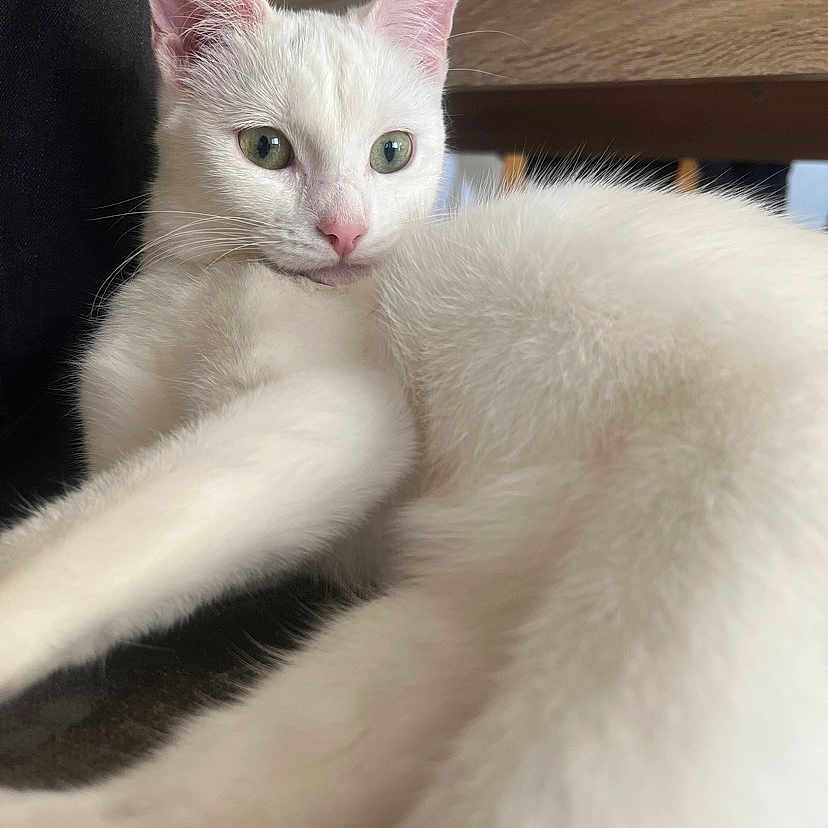 Flocon a rejoint le concours — aidez-le/la à gagner de superbes lots ! abyssinian, angora, animal, cat, clothing, fur, kitten, manx, pet, siamese, white