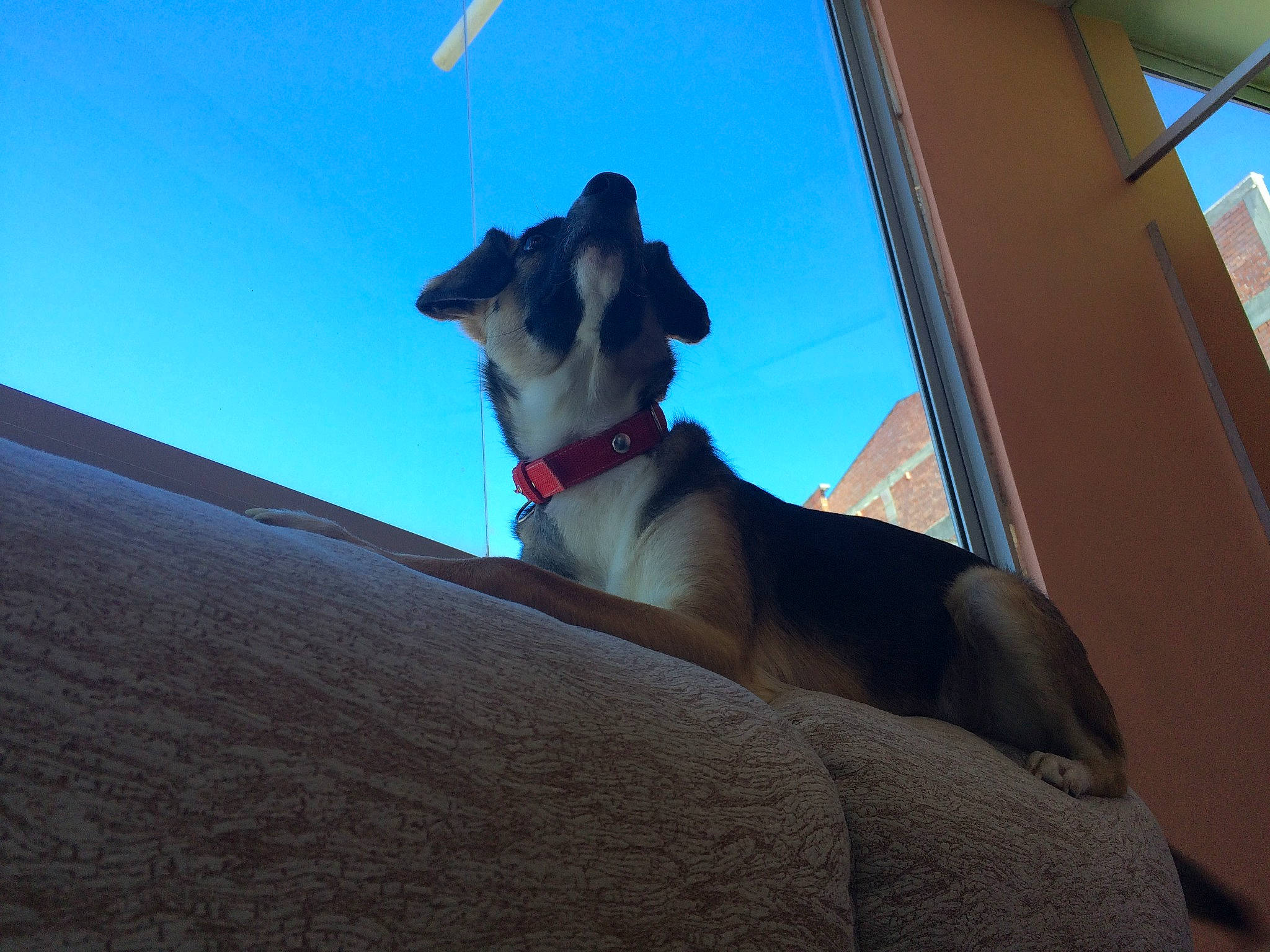 Robin a rejoint le concours — aidez-le/la à gagner de superbes lots ! azure, building, canidae, carnivore, collar, companion_dog, dog, dog_breed, dog_collar, eyewear, fawn, pet_supply, shadow, sky, snout, sporting_group, street_light, tints_and_shades, wood, working_animal