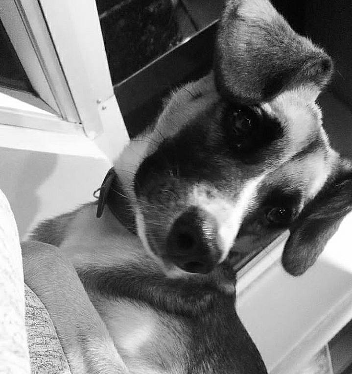 Robin participe au concours pour gagner de l'argent avec cette photo : black_and_white, carnivore, comfort, companion_dog, dog, dog_breed, ear, fur, metal, monochrome, monochrome_photography, non_sporting_group, paw, snout, still_life_photography, style, whiskers, working_animal, working_dog