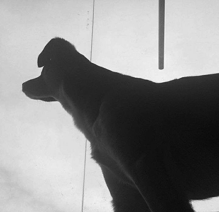 Robin a rejoint le concours — aidez-le/la à gagner de superbes lots ! borador, canidae, carnivore, collar, companion_dog, dog, dog_breed, dog_collar, grey, labrador_retriever, monochrome, monochrome_photography, retriever, shadow, snout, sporting_group, tail, tints_and_shades, whiskers, working_animal