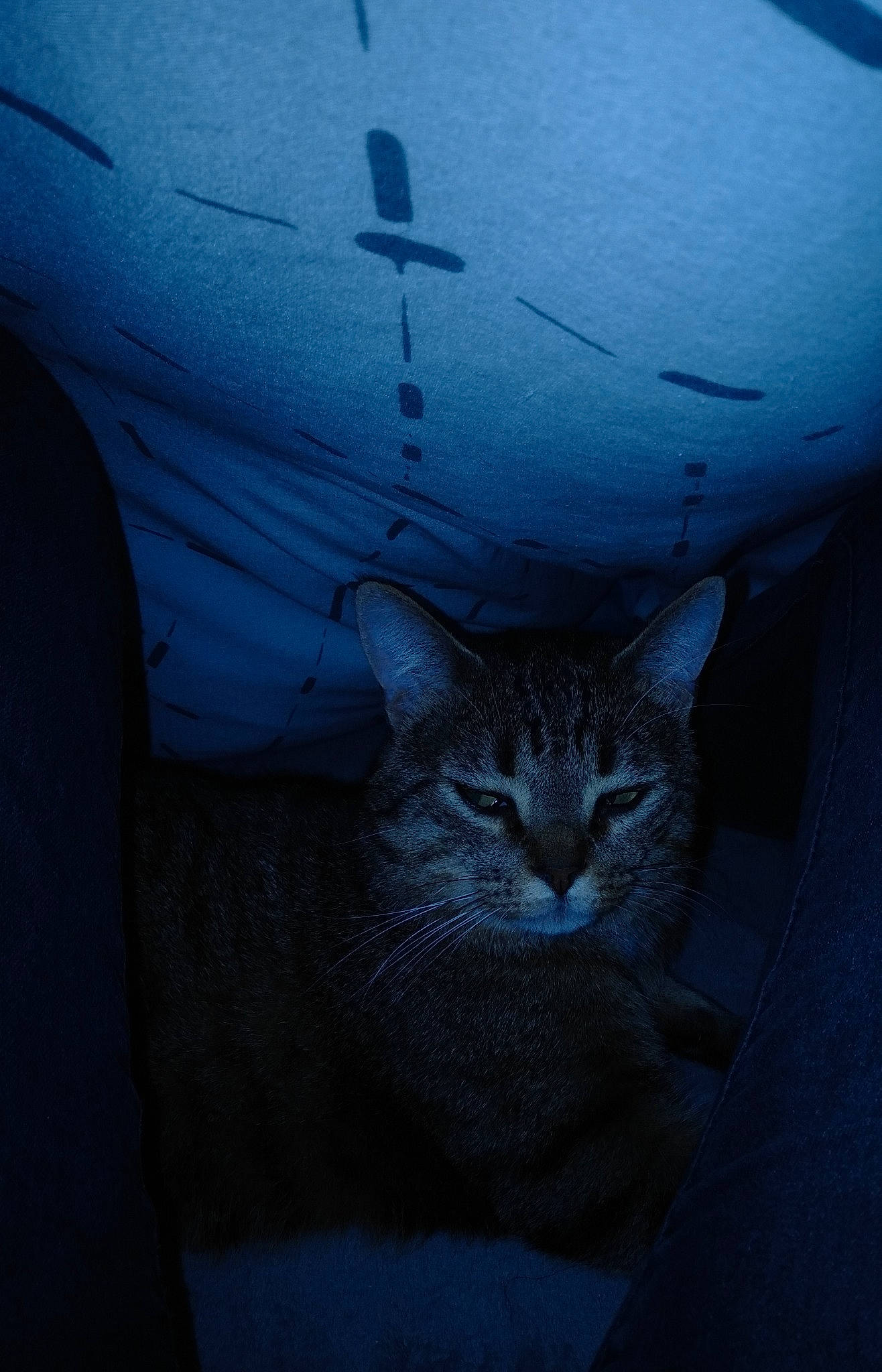 Picasso participe au concours pour gagner de l'argent avec cette photo : automotive_exterior, automotive_lighting, automotive_tire, carnivore, cat, darkness, domestic_short_haired_cat, door, electric_blue, felidae, glass, grey, hood, small_to_medium_sized_cats, snout, tints_and_shades, vehicle_door, whiskers, window, wood